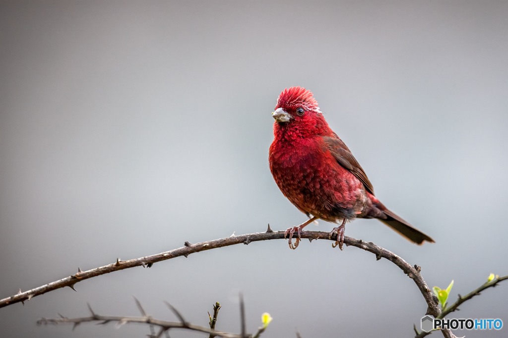 タカサゴマシコ
