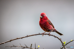 タカサゴマシコ