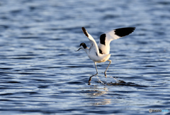 ソリハシセイタカシギ