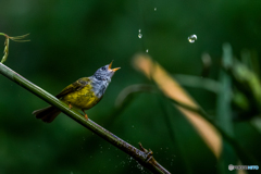 ハイガシラヒタキ