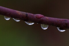 雨後