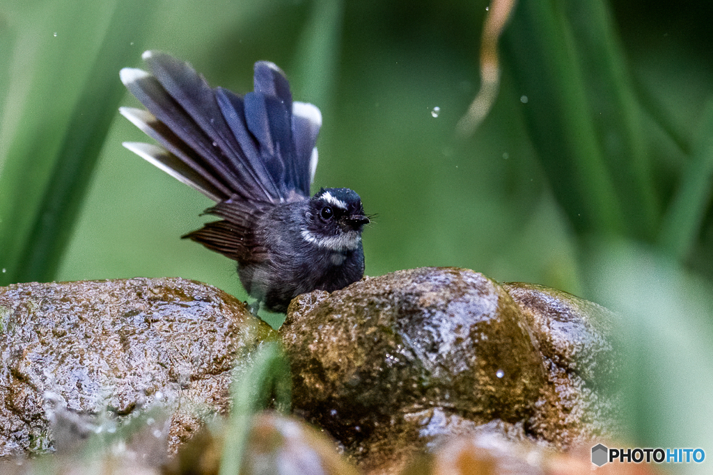 ノドジロオウギビタキ