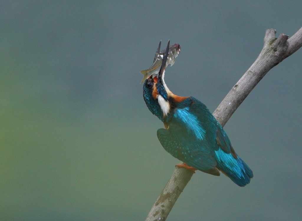一口難しいなぁ