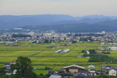 コメの具合はどうかな
