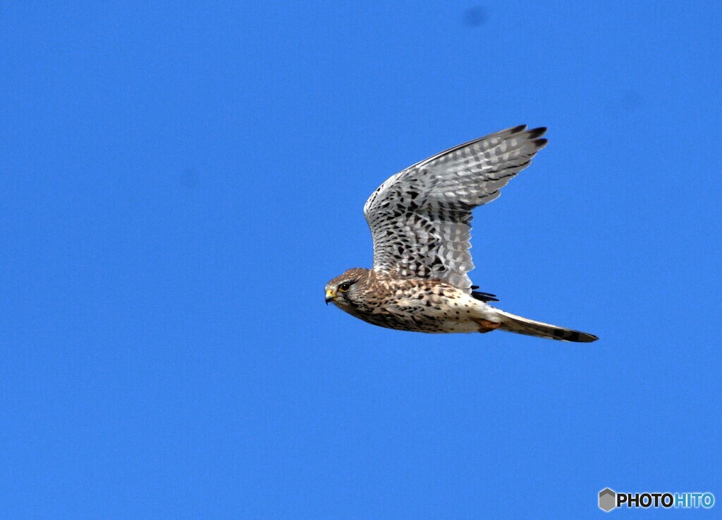 チョウゲンボウ