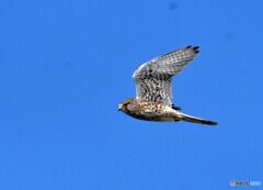 チョウゲンボウ