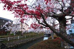 DSCF6963