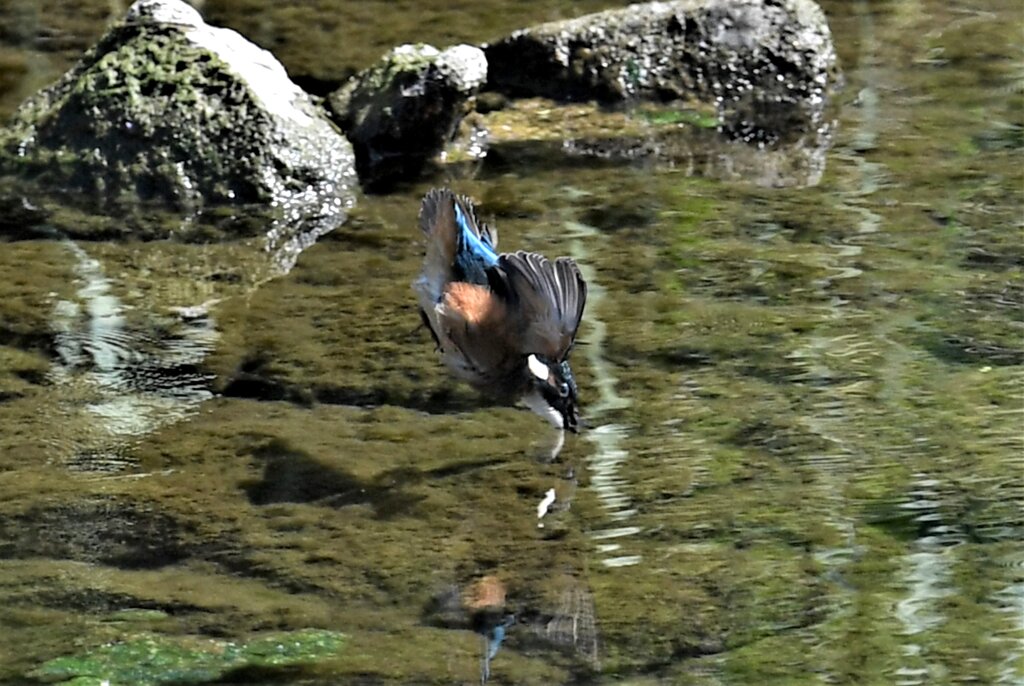 飛び込む