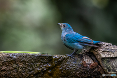 ウスヒメアオヒタキ