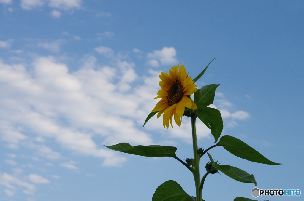 夏