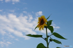 夏