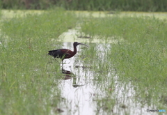 ブロンズ朱鷺？