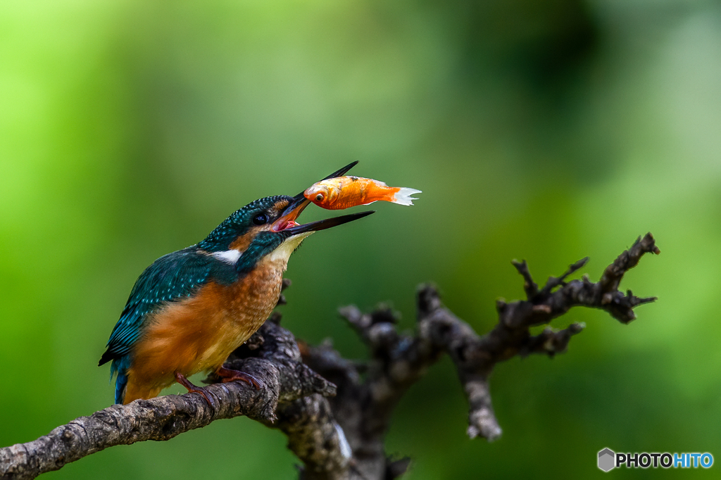 万国共通のカワセミ