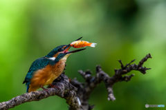 万国共通のカワセミ