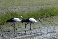 コノトリ4羽飛来