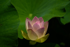 島田の古代蓮2
