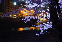 足羽川夜桜