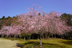 越前陶芸村のしだれ桜