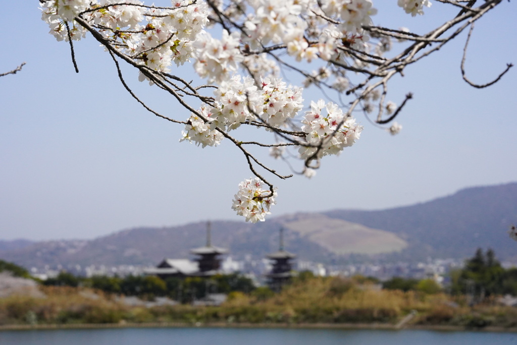 薬師寺遠景2