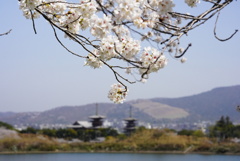薬師寺遠景2