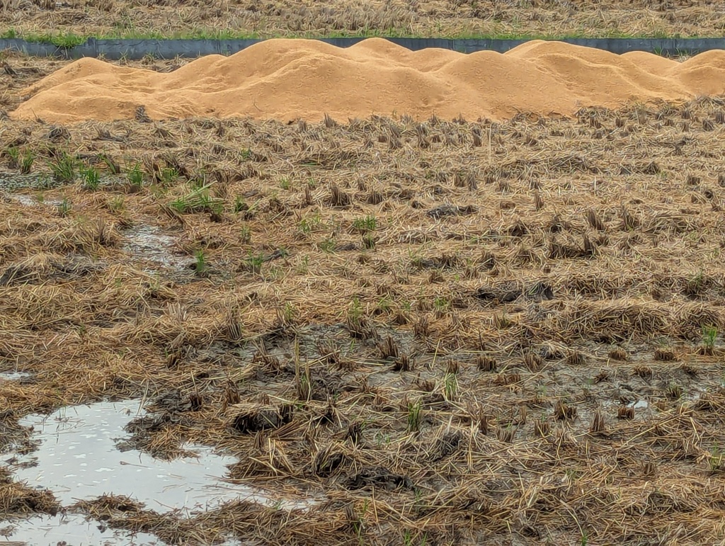 今日のお散歩10/16