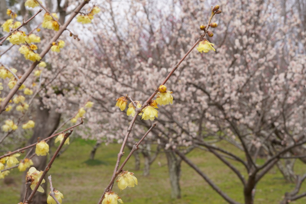 早春の大和民族公園3
