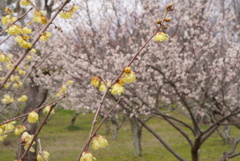 早春の大和民族公園3