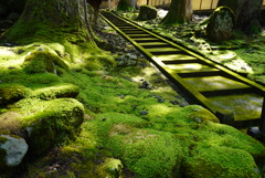 永平寺、緑の世界①