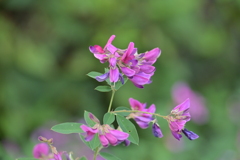 萩の花