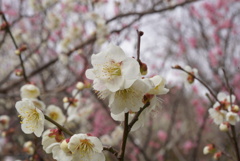 早春の大和民族公園2