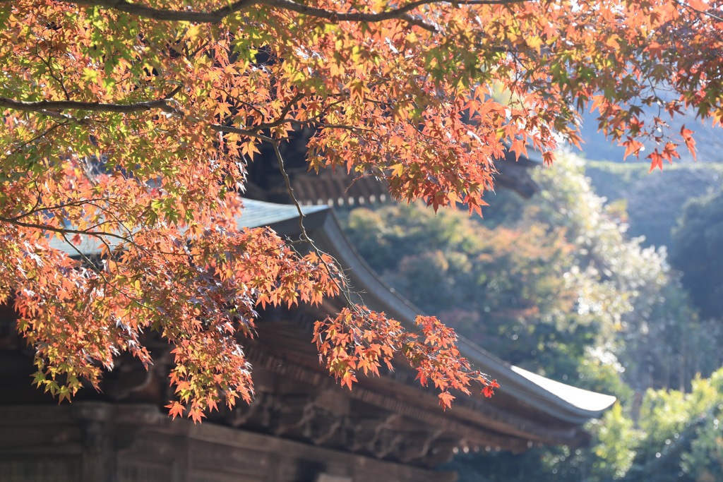 晩秋の鎌倉1