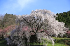 又兵衛桜