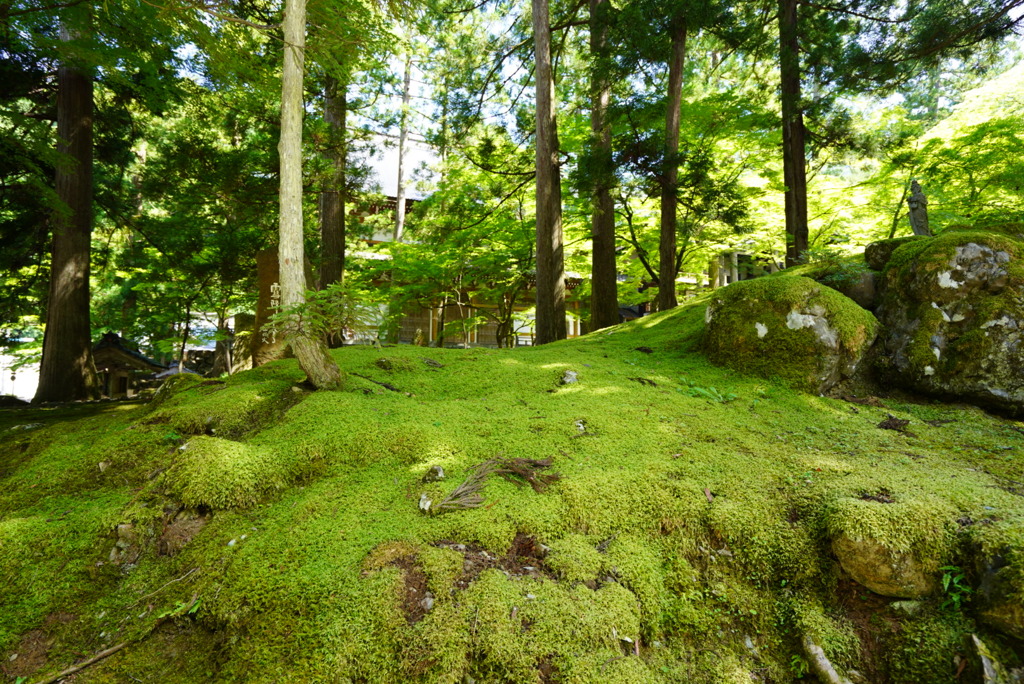 永平寺、緑の世界③