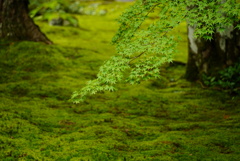大原三千院、緑の世界②