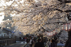足羽川