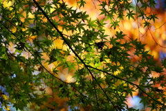 大矢田神社の紅葉