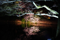 夜桜