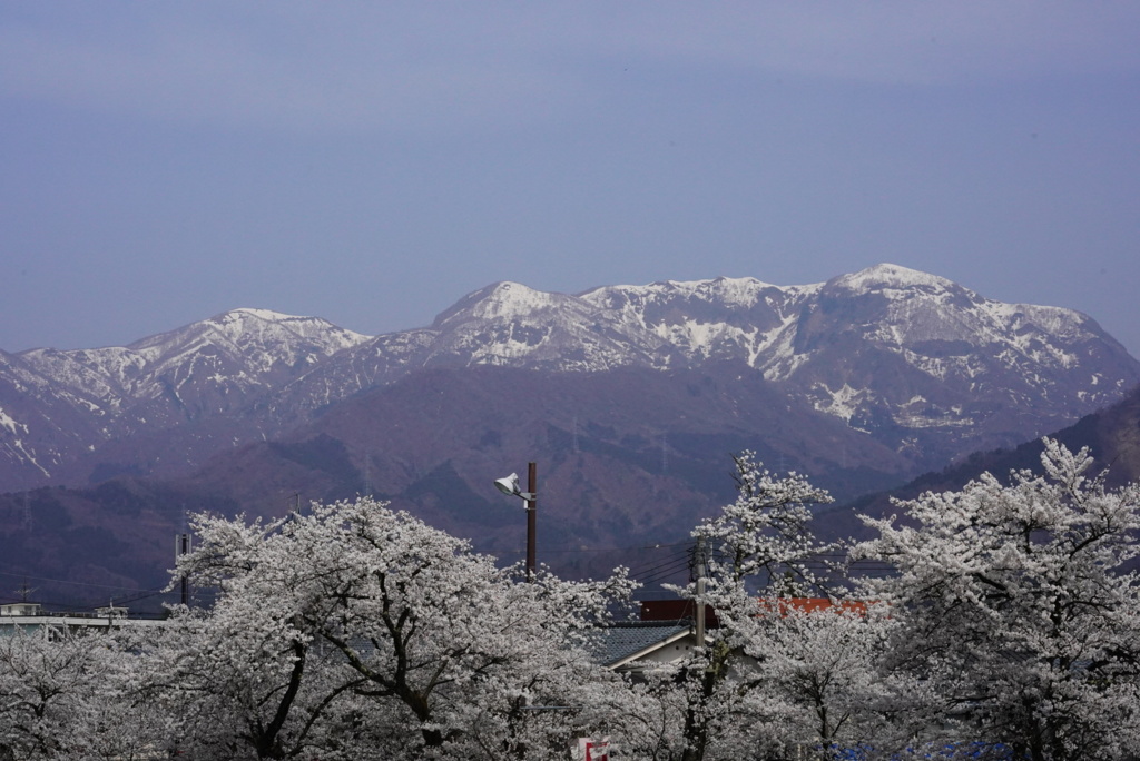 弁天桜