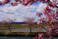 笠松河津桜ロードにて、1