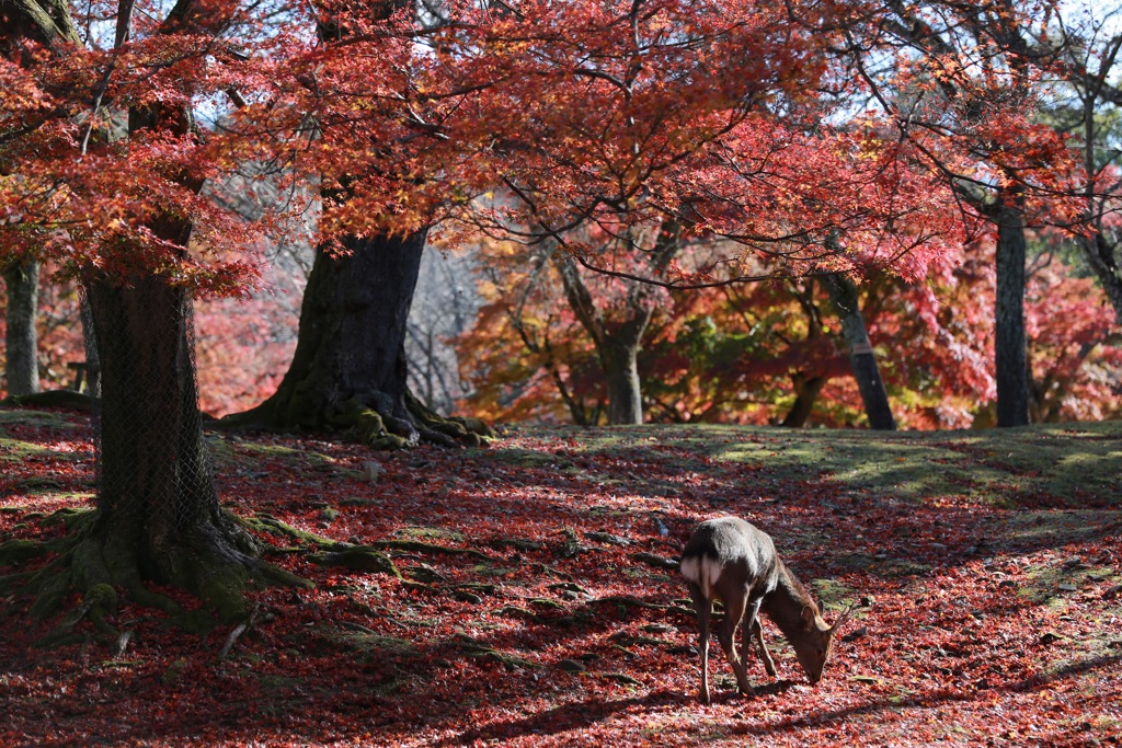 朱色の世界