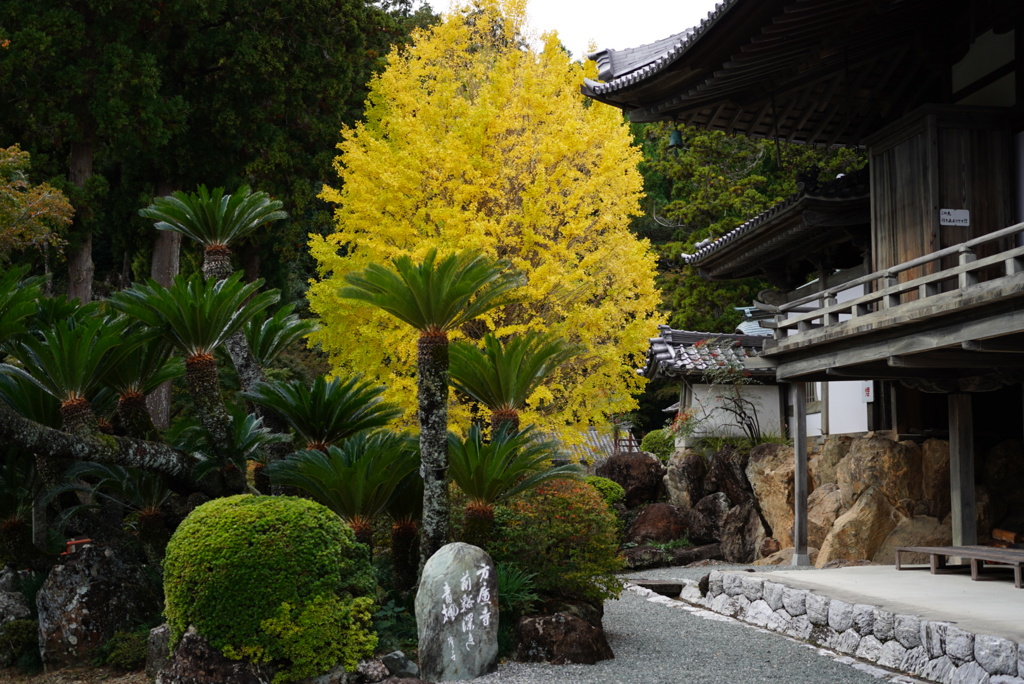 方広寺の銀杏