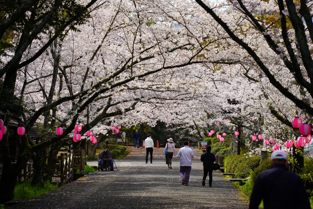 桜のトンネル(香川県、公渕森林公園)