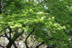 春の大和民族公園、④