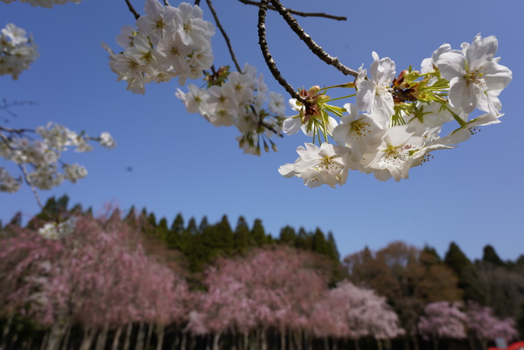 越前陶芸村