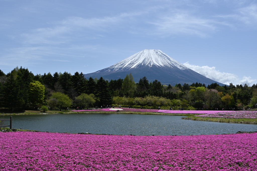 富士山と芝桜