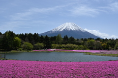 富士山と芝桜
