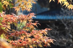 晩秋の鎌倉2