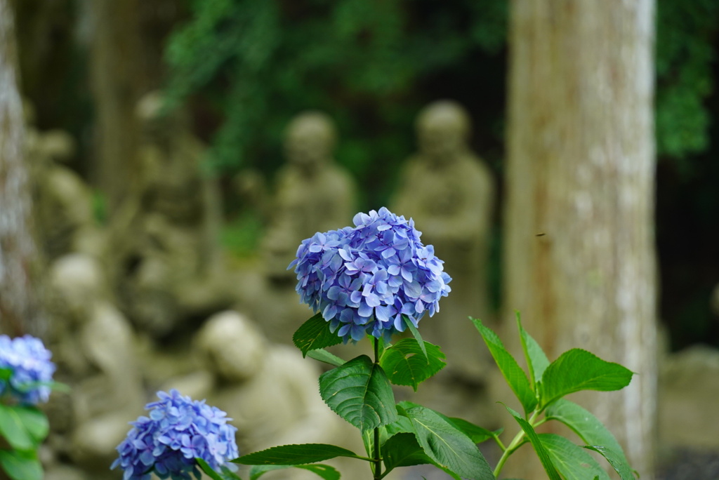 雲辺寺山の紫陽花と五百羅漢1
