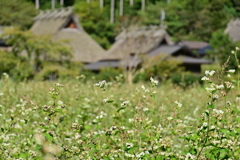 かやぶきの里にて④