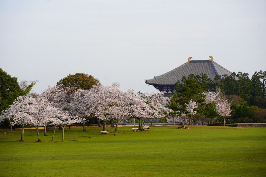 早朝の奈良公園